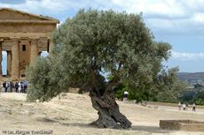 Sizilien (180 von 565).jpg